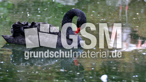 Trauerschwan (3).jpg